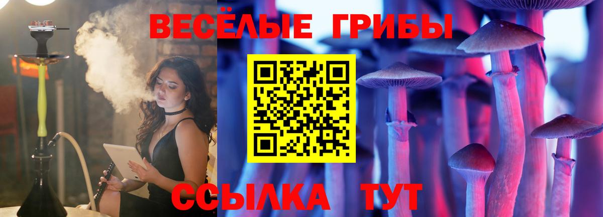 Галлюциногенные грибы Psilocybine cubensis Минусинск